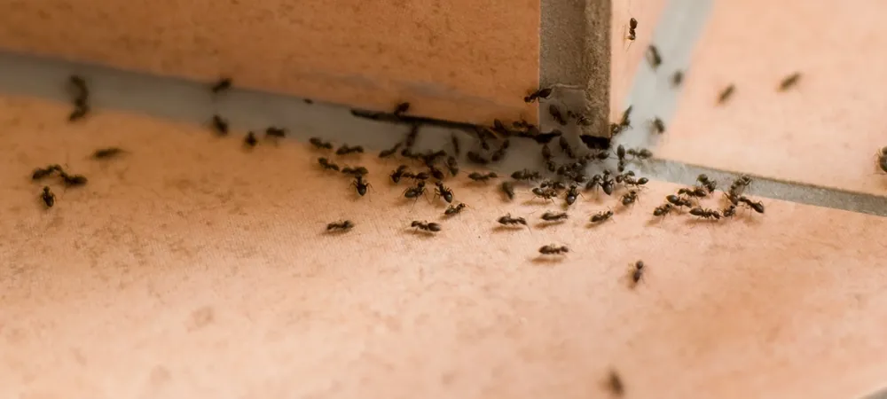 ants in a home