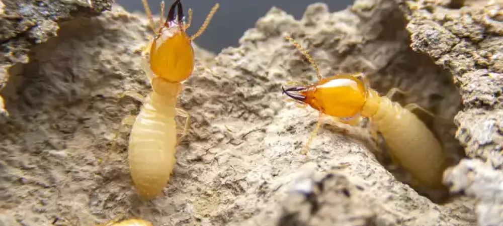 a close up of termites on a mound