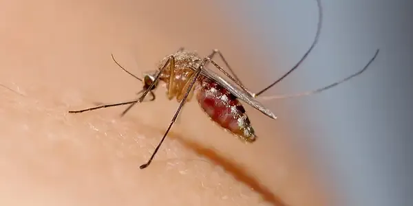 mosquito landing on someone's arm