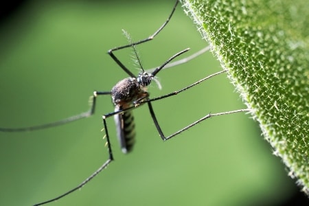 Mosquito Control Image