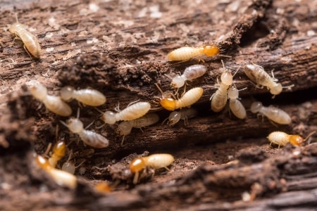 Termite Control Image